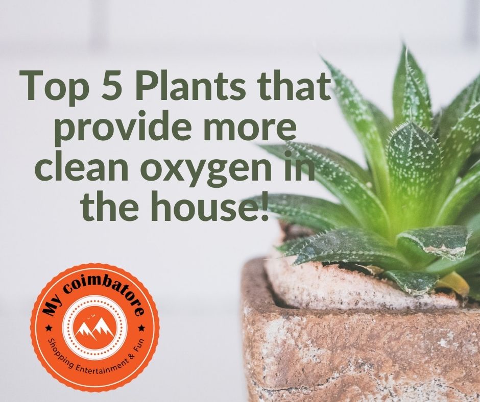 Top 5 Plants that provide more clean oxygen in the house